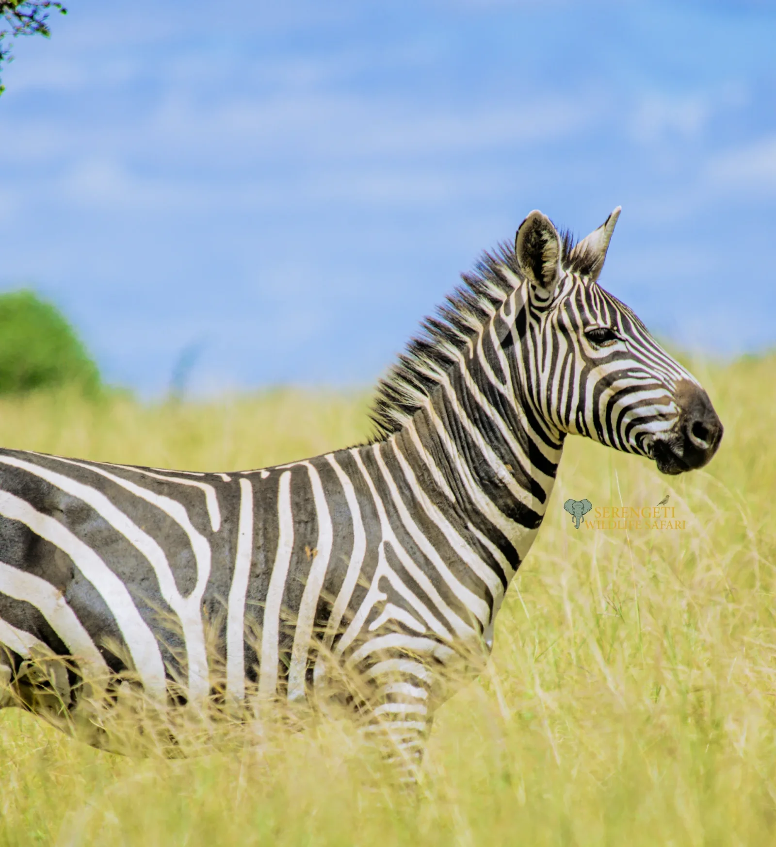 Arusha National Park safari landscape