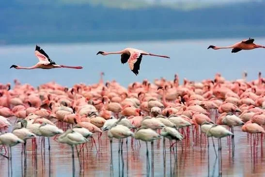 Lake Manyara National Park safari landscape