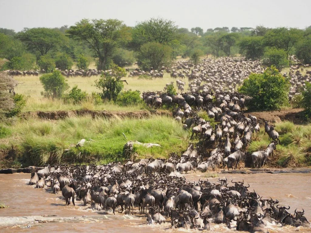 Mara River safari landscape