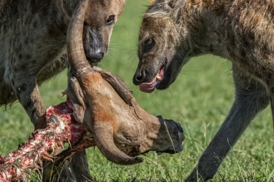 7-Day Northern Circuit Concessions Hunting Safari