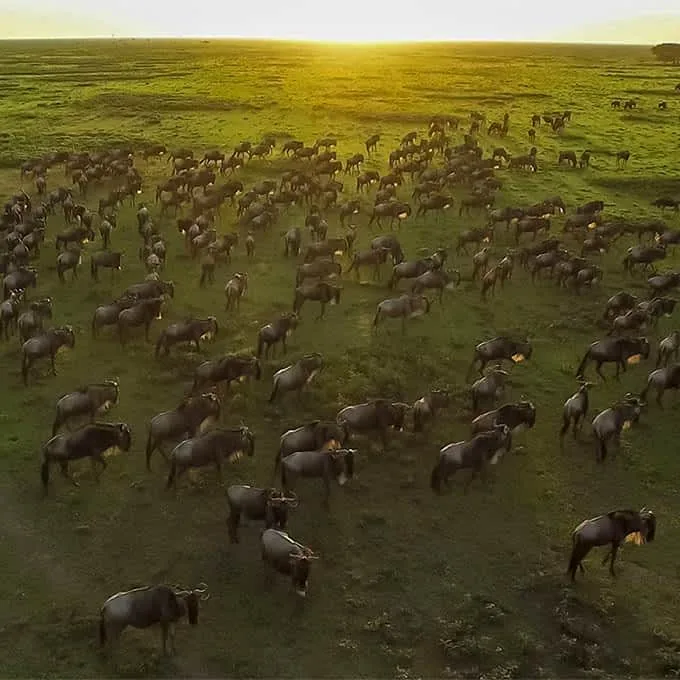 10-Day Serengeti & Kenya Grand Circuit Luxury Safari
