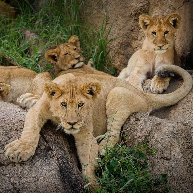 11-Day Full Northern Circuit & Maasai Mara Luxury Safari
