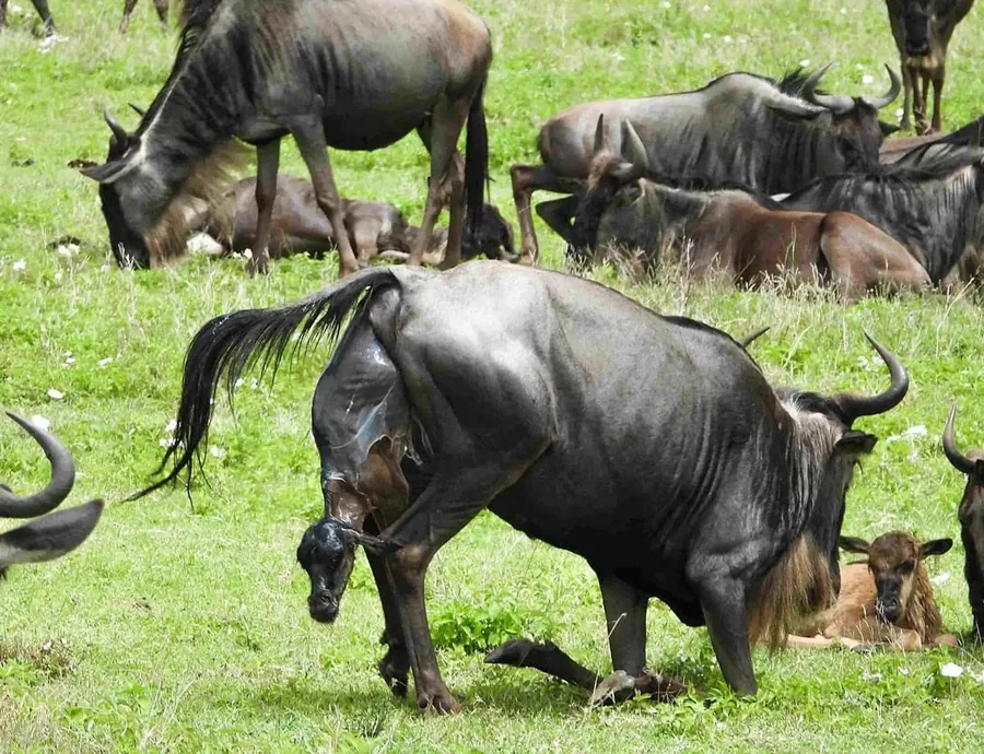 3-Day Serengeti Photographic Safari